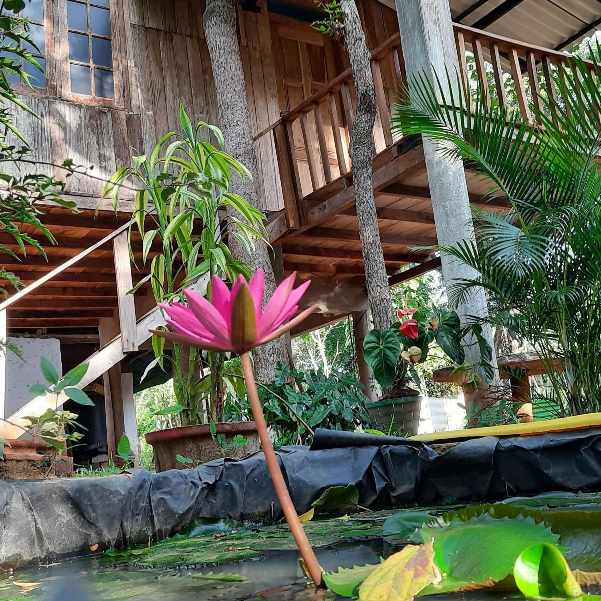 Ruk Sewana Villa Tree House Sigiriya Eksteriør bilde